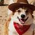 LITTLE BIG HARDCORE AMERICAN COWBOY CORGI