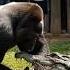 Gorilla VS Crocodile Come Face To Face Gorilla S Show Gone Wrong