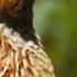 Single Quail Calling Common Quail Calling Early Morning Single Batair Ki Awaz Quail Sounds