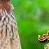 Batair Ki New Kirak 2025 Female Quail Voice