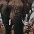 Animals Before And After Growing Up Shorts Short Animlas Wildlife