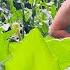 A Day Of Homegrown Living Picking Garden Milking Here Come The Blueberries June 2025
