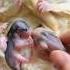 Why This New Cute Little Baby Animals Matters Pets Baby Animals Shorts