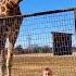 Animal That You Never Seen Before In Your Life Animals Cute