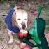 Apple Dog Meme Plankton AHH Funny Memes