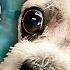 Learn The Right Way To Trim Your Dogs SANITARY Area