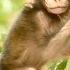 Amazing Baby Malo Baby Malo Still In Body Shake But Brave Learn To Walking Allow From Mom Try It