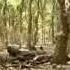 No One Cares About Jungles By Yaser Talebi