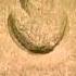Easter Island Stone Head Displayed Before Its Return