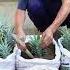 Tips For Growing Pineapple Super Fast From The Tops Discarded Can T Be Ignored