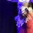 Ice Queen By Composer Paul Dinletir ARGE Kulturgelände Nonntal 2019