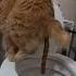 Ça Fait Un Gros Caca Le Chat ça Fait Un Gros Caca