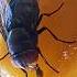 Housefly Sound 4
