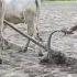 Females Cows Plowing Planting Vegetables Video 4k Wow Plow Cow