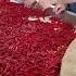 Production Line Chili Fresh Vietnam Frozen Chili Vietnam Chili Dried Vietnam