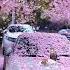 Cherry Blossom