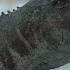 Prehistoric Planet 2022 Edmontosaurus Regalis Annectens Screen Time