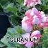 Easy Fall Flowers For Mild Winter Climates