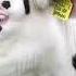 Redhouse Holsteins Bank Of Ireland Virtual Farm Weekend 2021