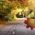 Autumn Leaves Are Falling Down On The Road With Relaxing Soothing Music For Sleep And Relaxation