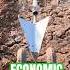 Simple Innovation For Farmers Practical Economical Manual Plow Tool