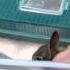 Screaming Bunny