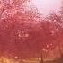 Magical Cherry Blossom Road Gentle Spring Ambience With Acoustic Music