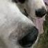 Saint Bernard Barking Sound Shorts Shortvideo Dog Saintbernard