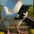 The Pigeon Plants A Mango Tree On The Track And Eats Lots Os Mangoes Ai Pigeon