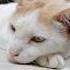 Most Beautiful Misty Cat Catshorts Catlovers Ytshorts