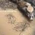 Amazing Wild Boar In Well Warthog Pig Boar Hog Viral Animal Wildpig Wildboar Wildlife