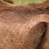 This Warthog Took A Trip To The Mongoose Spa Banded Brothers BBC
