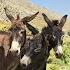 Nomadic Life Chopping Fodder For Sheep With A Donkey Nomadic Life In Iran