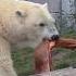 Noel And Nord The Polar Bears At The Feeding Time On Sunday Afternoon At Copenhagen Zoo Denmark