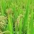 Nature View My Valley Rural Life