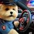 The Cutest Police Officers On Patrol Bugatti Style