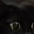 CATS Crazy Antics And Unstoppable Chaos