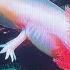 CHIEF BIG SHOULDERS CAPRICORN THE GOAT FISH PT 5 Astrology Zodiac