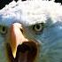 Bald Eagle Real Sound
