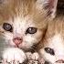 3 кошки которые пришли укрыться сначала считали меня врагом Конец был совершенно неожиданным