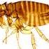 What Do Cat Fleas Look Like Short Shorts Cat