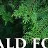 Dan Gibson S Solitudes Emerald Forest Emerald Forest A Celtic Sanctuary