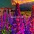 Måneskin Beggin Aesthetic Lyrics WhatsApp Status English Song Slowed