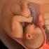 Your Baby S Growth Week By Week Pregnancy Womenshealth Mother Anatomy Pregnant