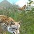 Wolf Game Wild Animal Wars Android Gameplay
