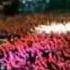 DEPECHE MODE JUST A QUESTION OF DEVOTION Wmv