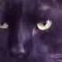 Mustard Service Your Cat Don T Stand A Chance Official Music Video