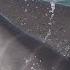 Sarasota Experiencing Dolphin Baby Boom