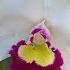 Orchid Garden Update Morning Walk After The Big Chill In Florida