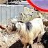The Shepherd S Son Saw The Single Mother S Husband Stealing From Soraya S Farm
